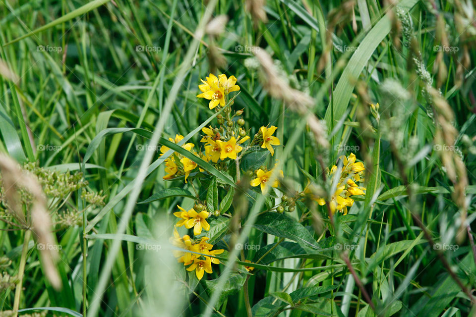 Wild flowers 