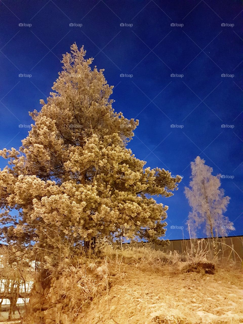 wise people are not always silent