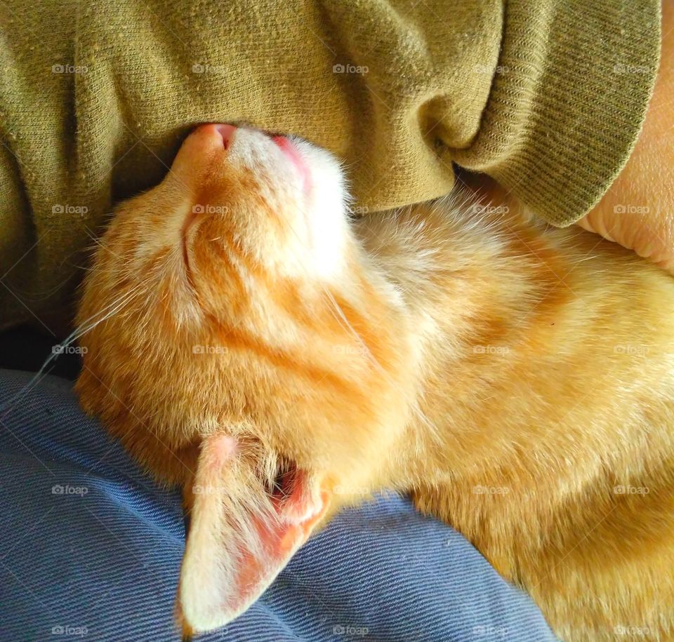 Red cat sleeping in my arms.