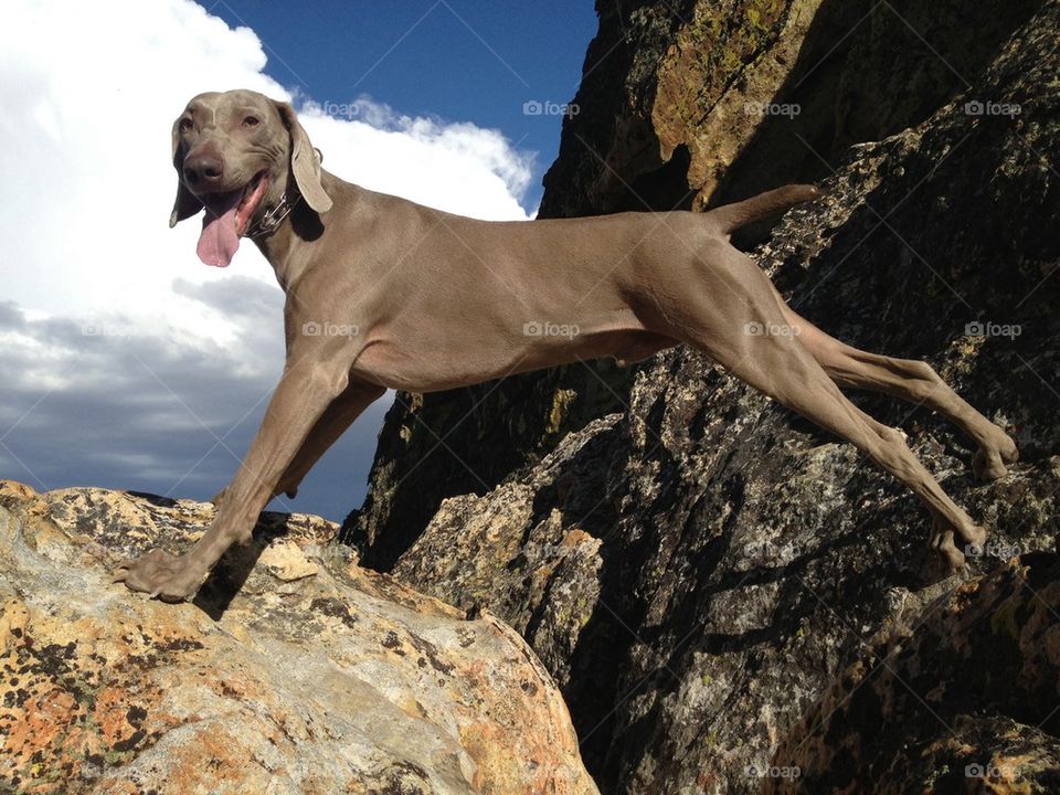 rock climbing Hank