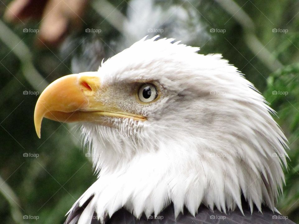 Bald Eagle 