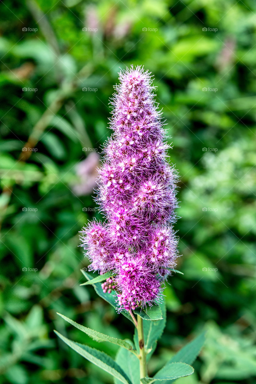 Close-up of purple flower