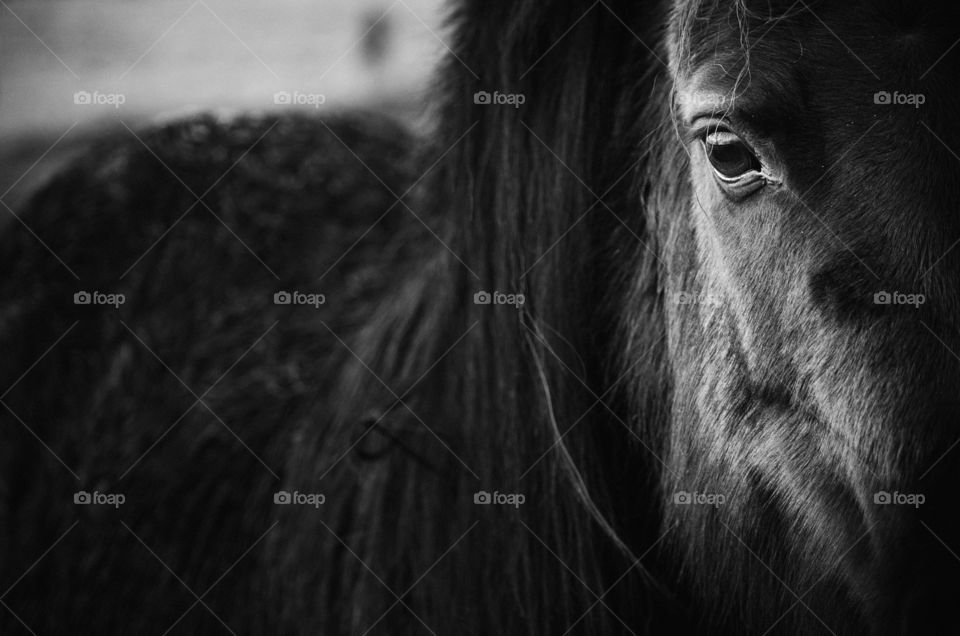 Close-up of a horse eye