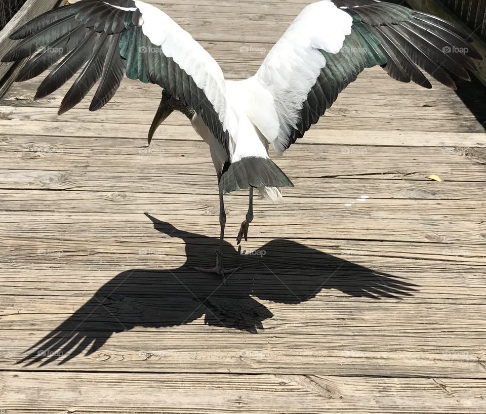 Wild life shadows- Stork shadow- 
