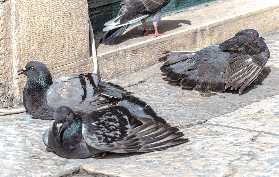 Pigeons are huddled by went