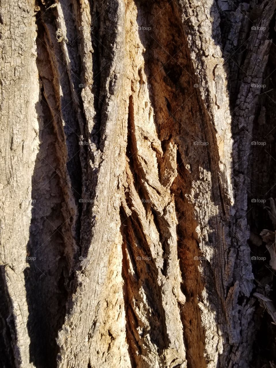bark of a cottonwood