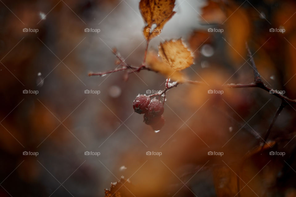 Autumn hawthorn berries macro photo