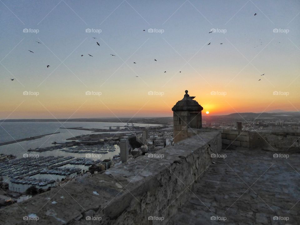 Birds flying over coastline