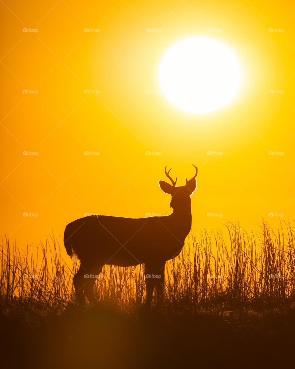 Beautiful silhouette of a young buck white tailed deer at sunset standing on a dune with beach grass