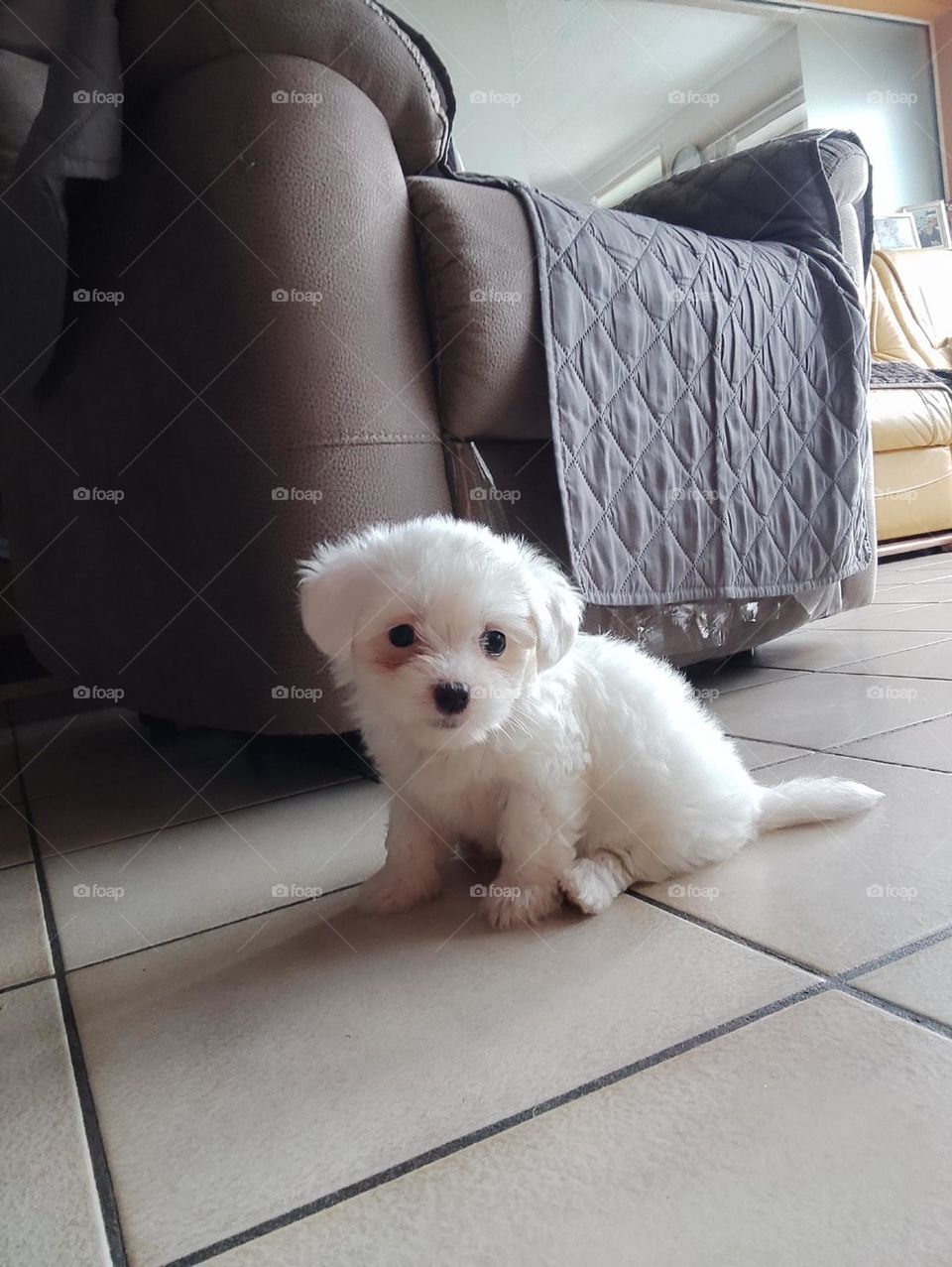 Bichon puppy