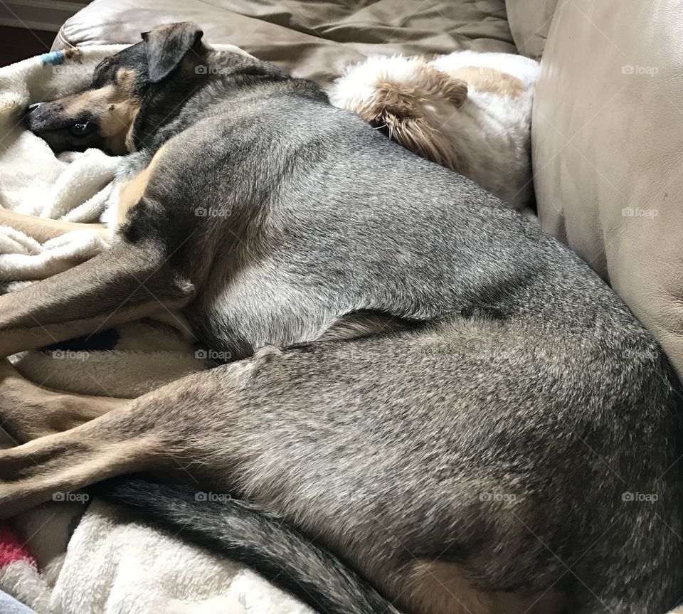 Big dog Bandit makes a great pillow for lil dog Allie