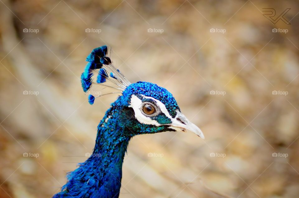 #nikon #nikonphotography #dslr #dslrcamera #dslrphotography #dslrofficial #dslrlover #dslrfansclub #crane #bird #birds #birdsoffoap #birds_captures #nature #birdsofnature #outdoor #outdoorphotography #peacock #peacockpose #peacocksoffoap