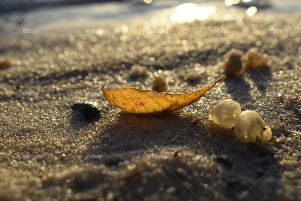 Yellow leaf on the beach
