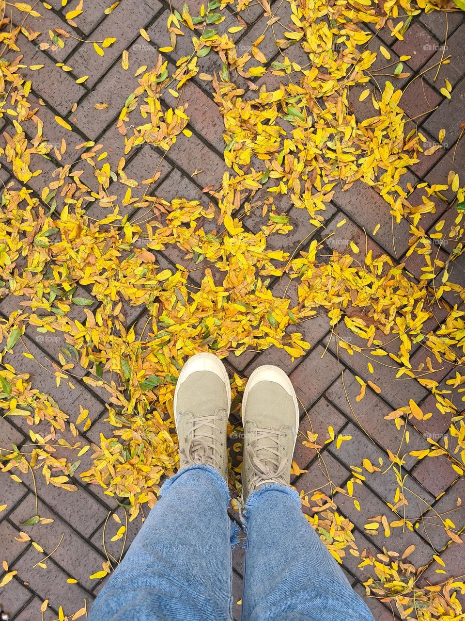 Yellow leafs 💛🍂