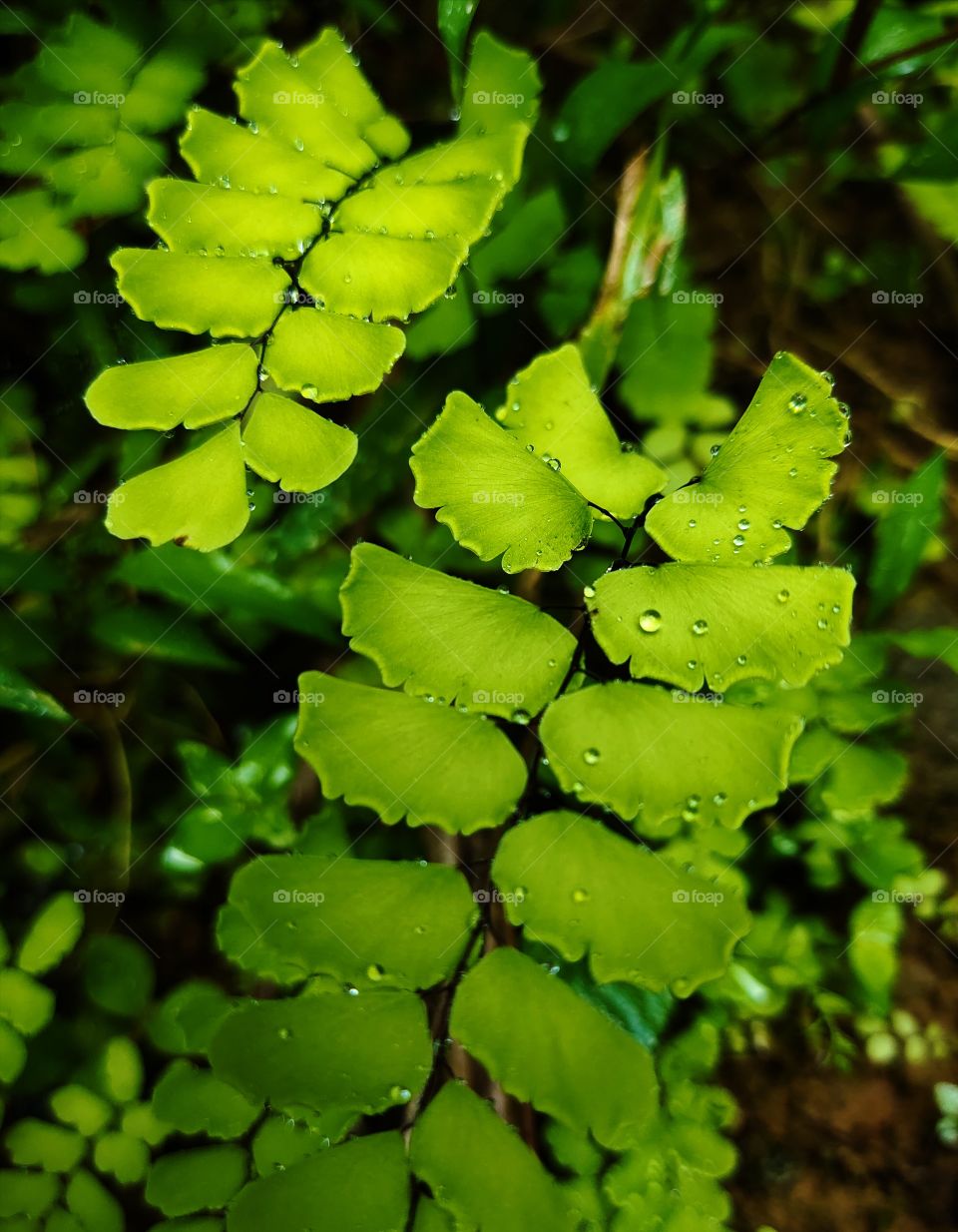 beauty of nature .....simple but sweet ....