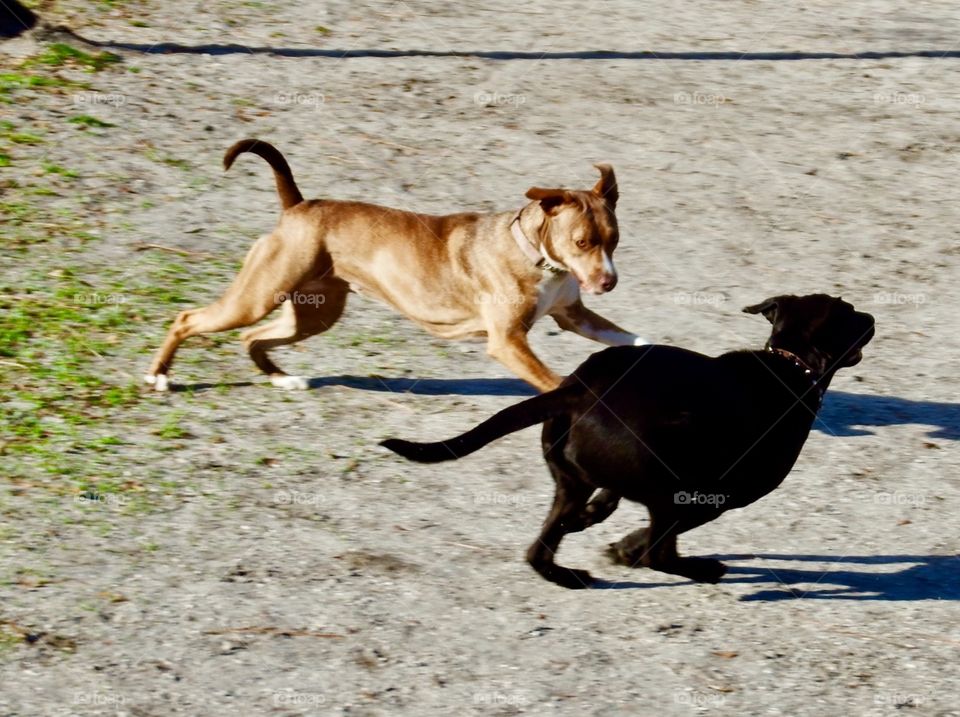 Dogs playing 