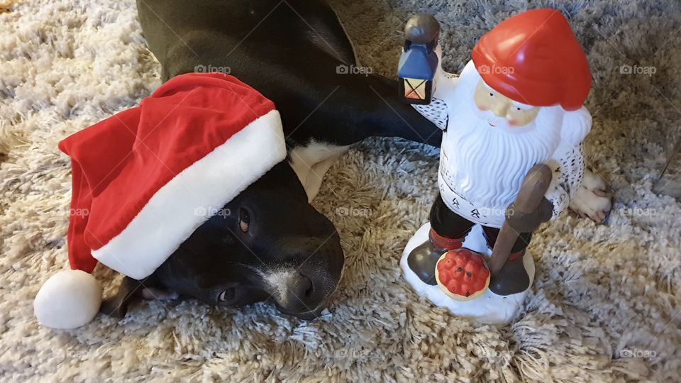 Dog at Christmas looking at Santa - hund  jultomte julafton 