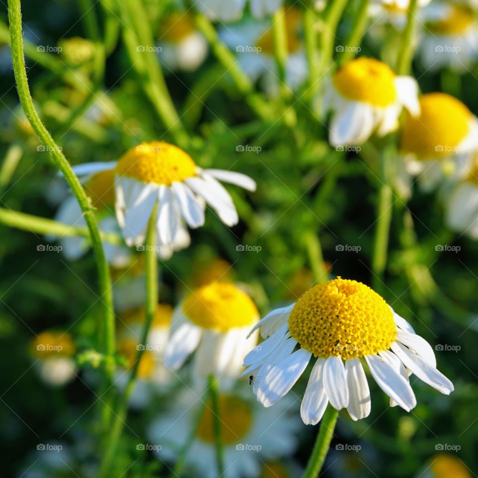 Little flowers reaching for the last rays of sunshine ... 