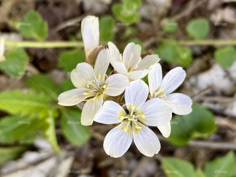 A cluster of Virginia spring beauty flowers