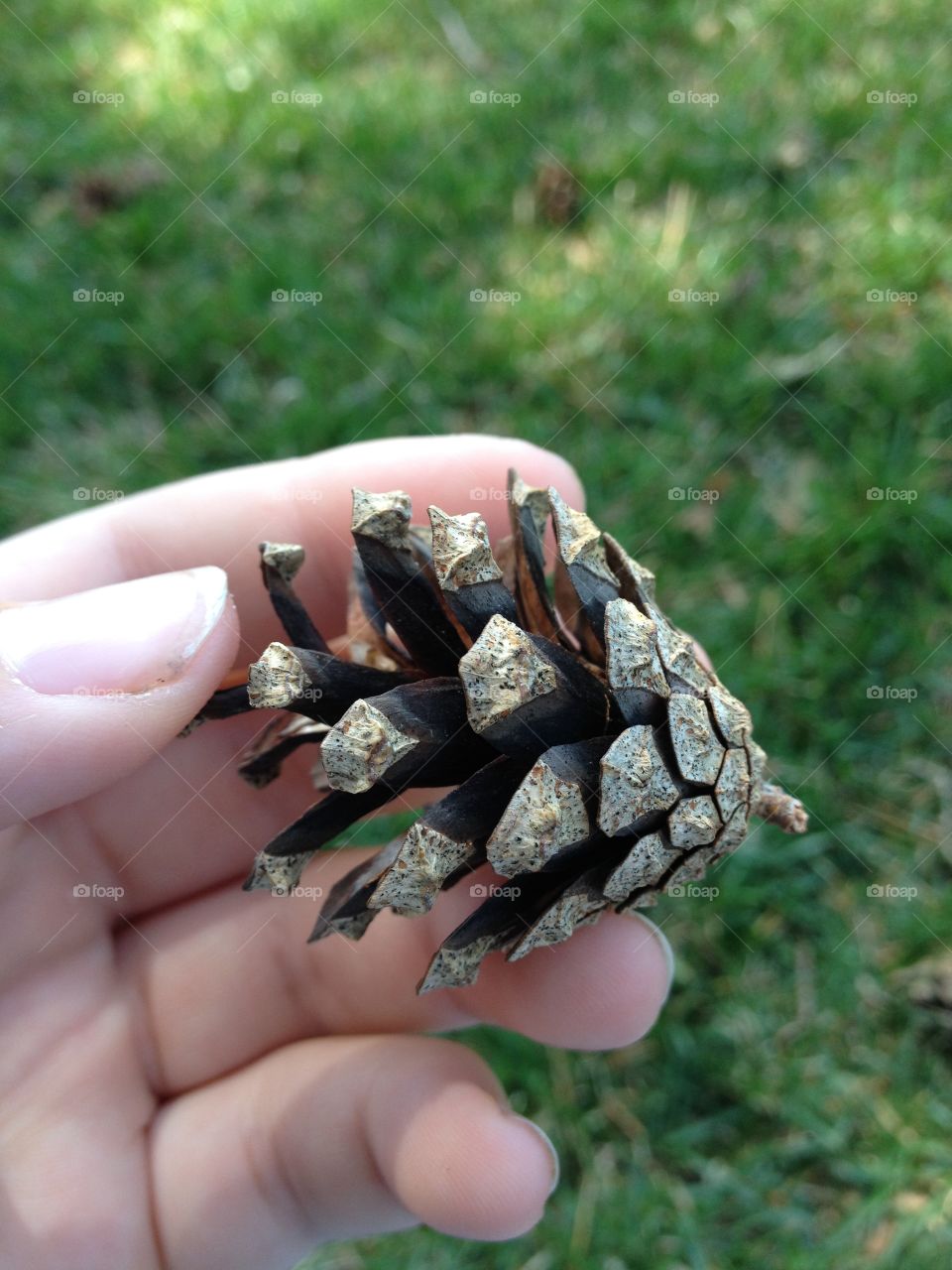 Pine cone