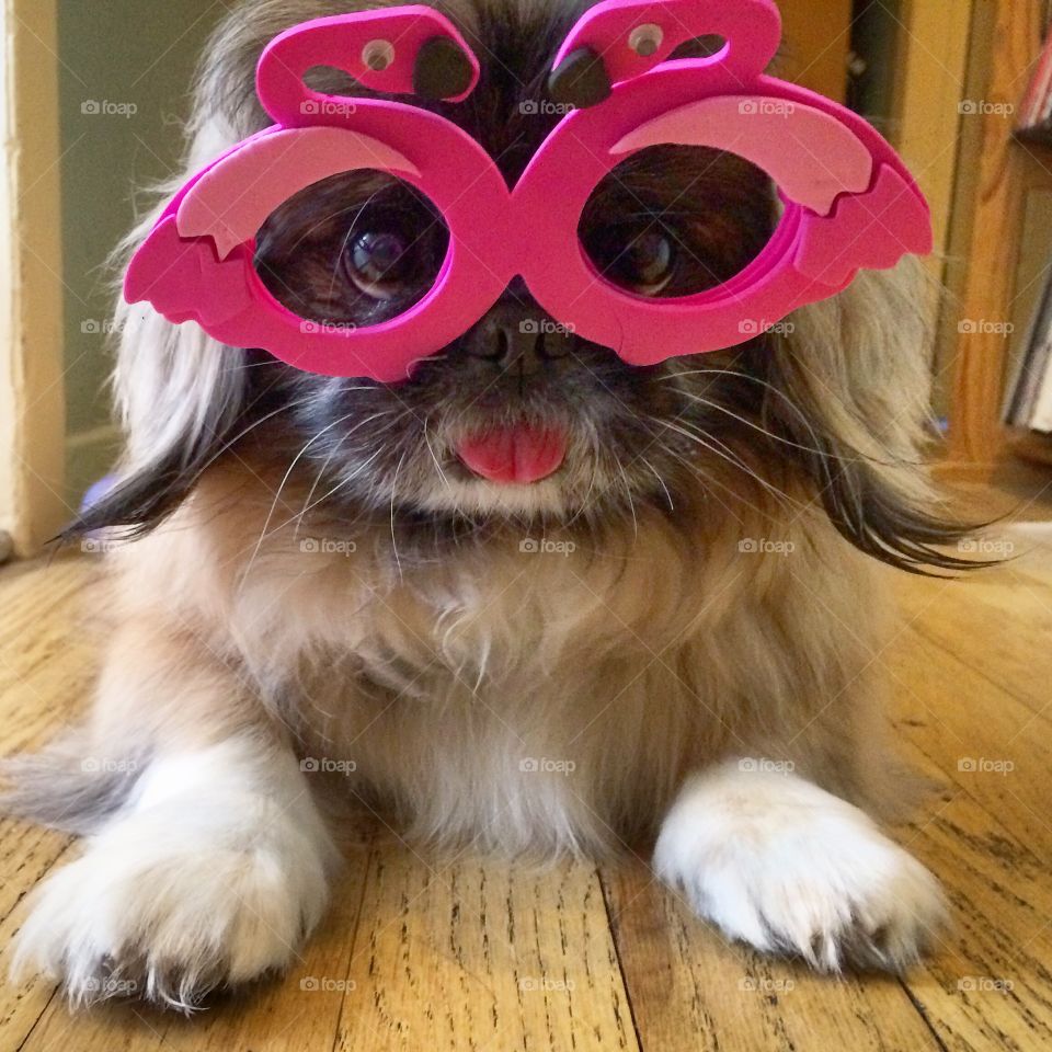 Dog with flamingo shades