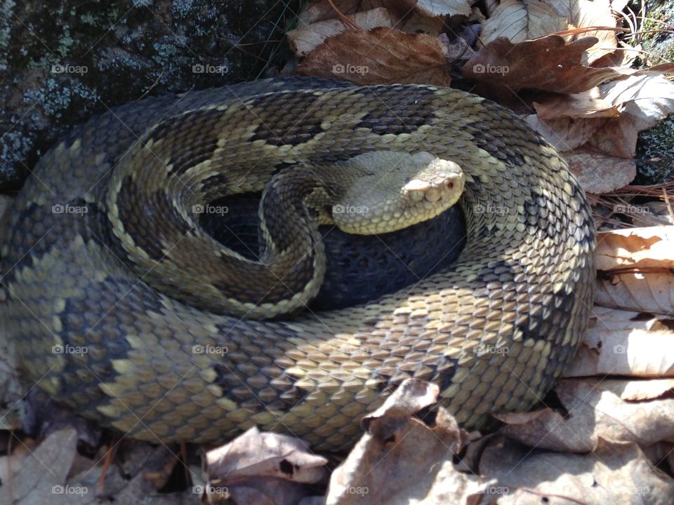 Yellow phased timber rattler