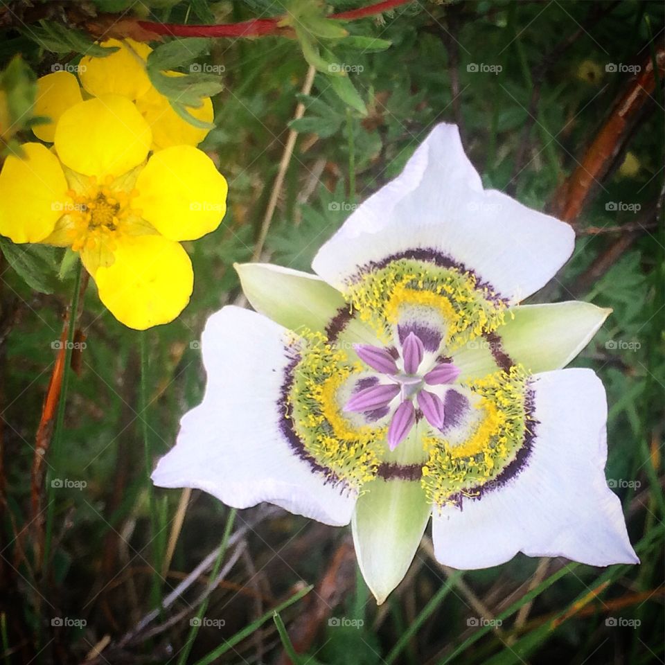 Wildflowers