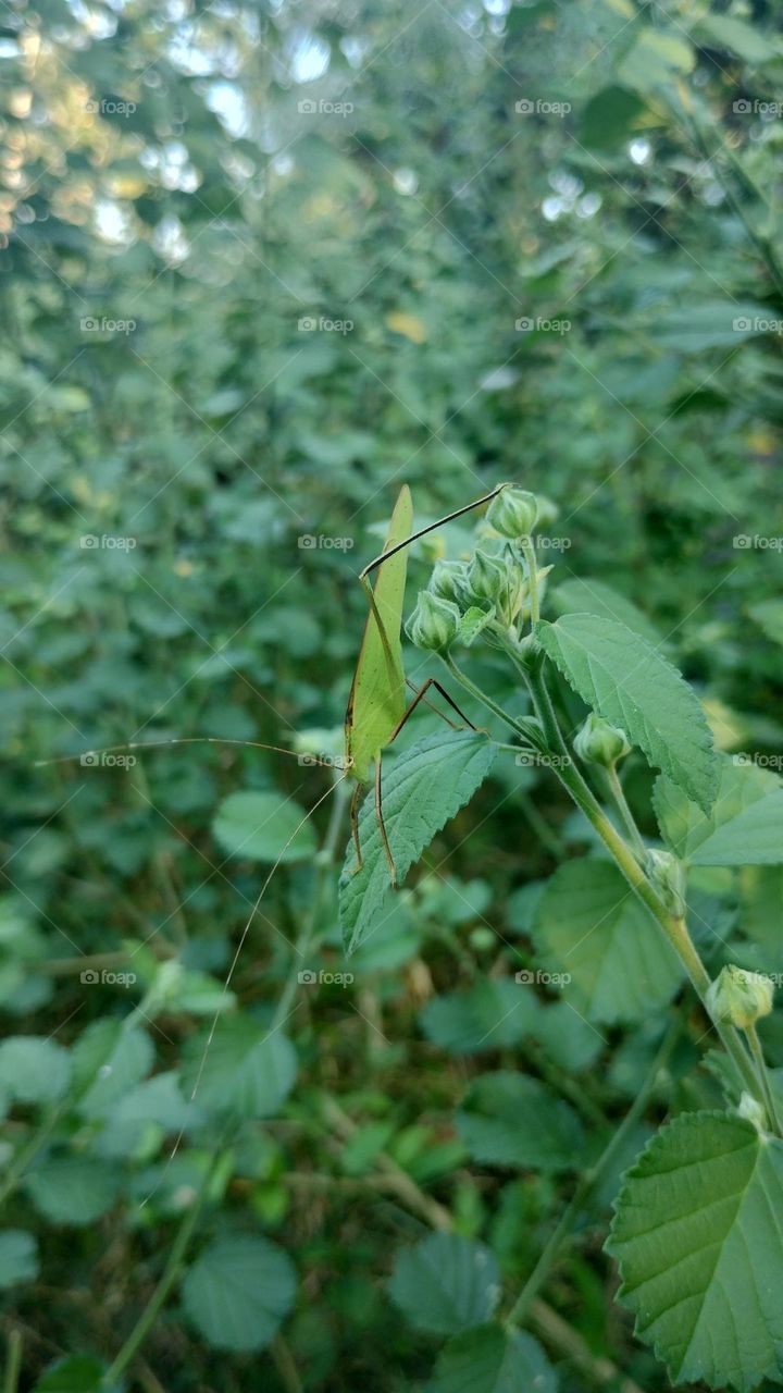 grasshopper