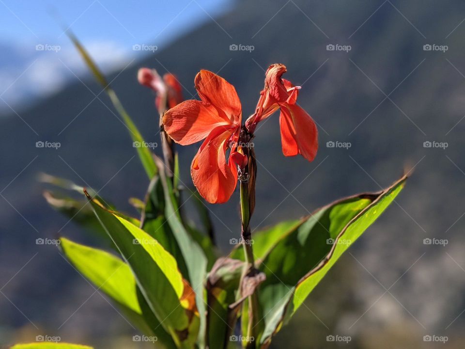Beautifully backed bliss