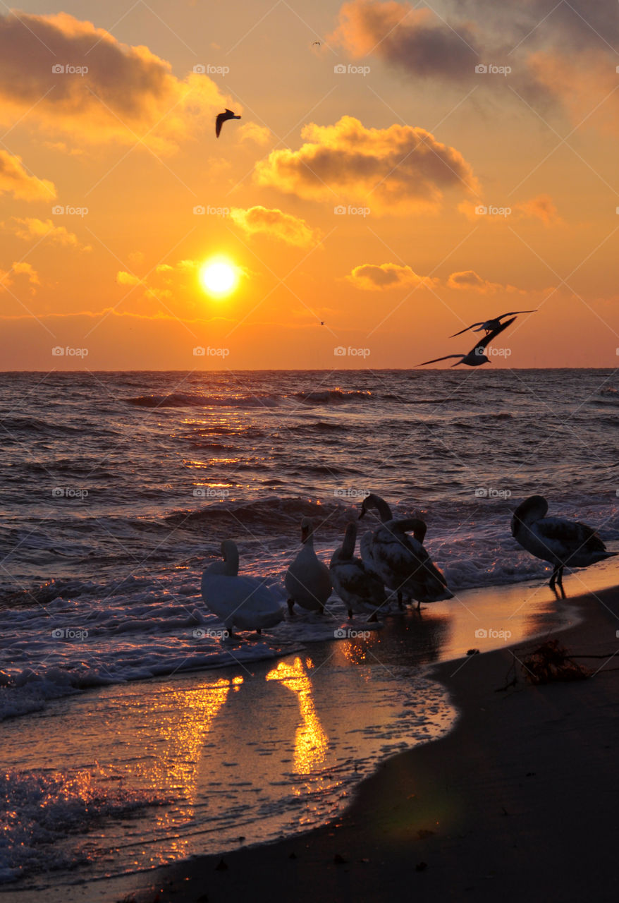 Swans at beach during sunrise