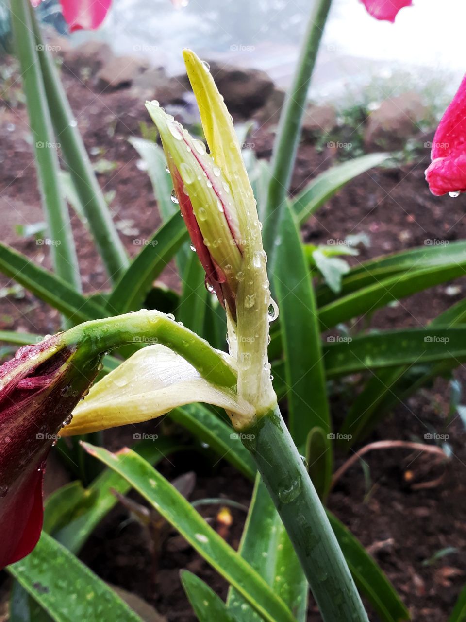 Rain in spring time adding beauty to this lovely flower bud