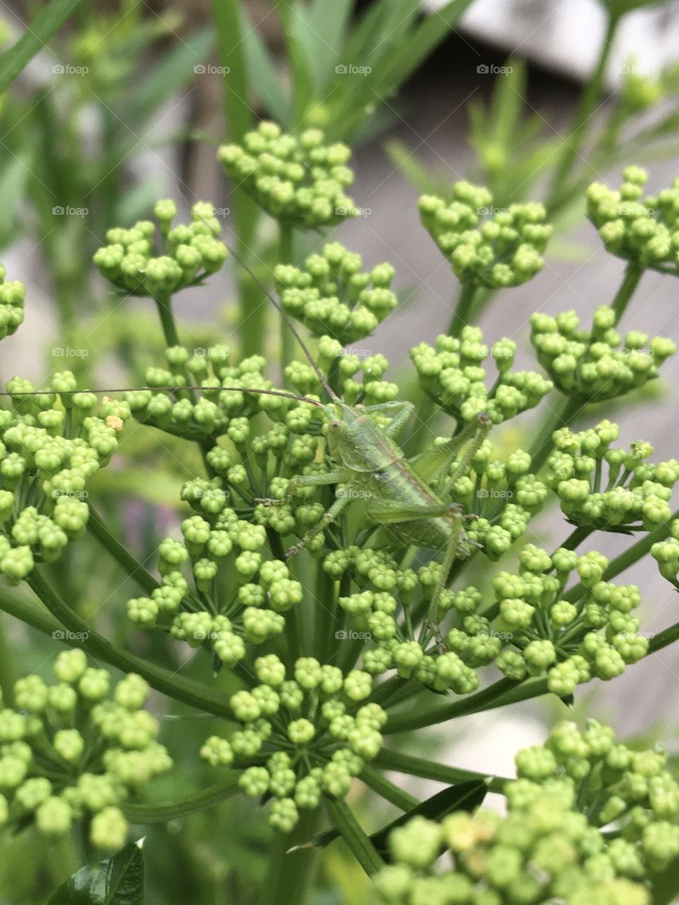 Young grasshopper on parsley 