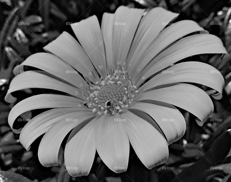 black and white sunflower basking in the sun.
