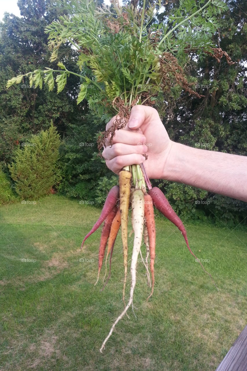 Rainbow carrots. Homegrown rainbow colored carrots held by proud farmer