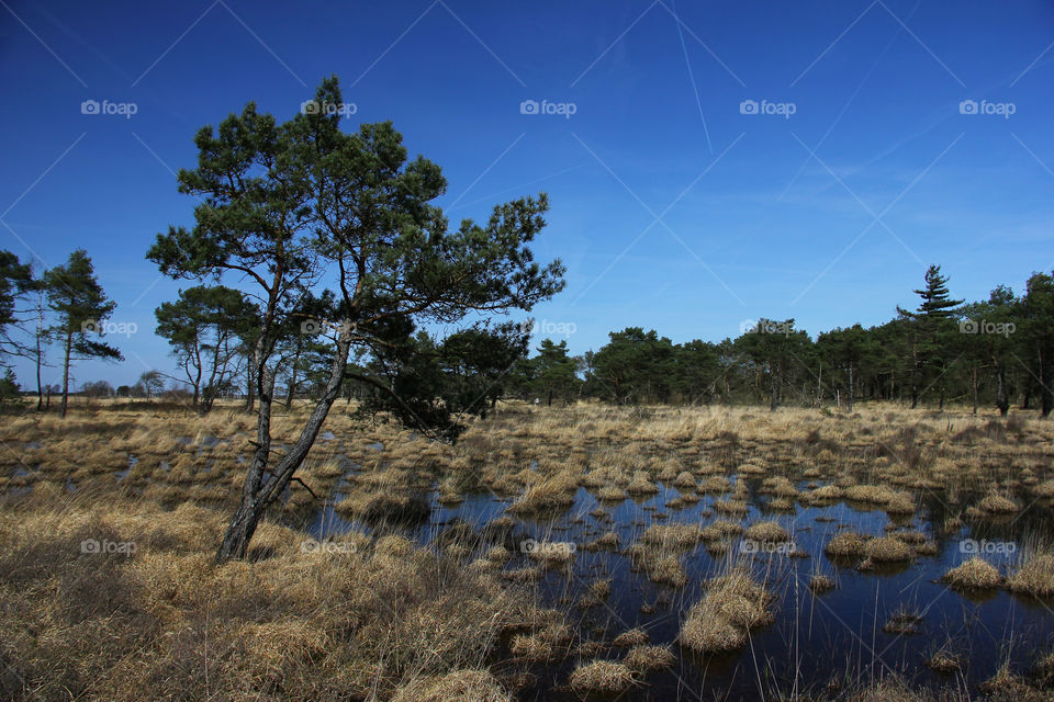 blue sky swamp