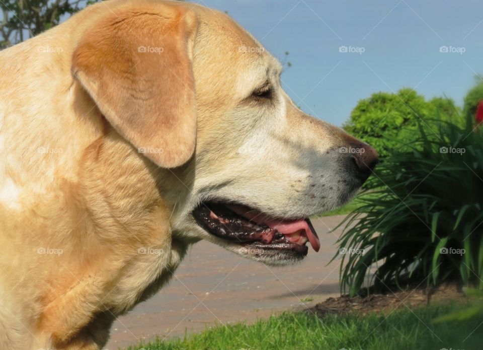 A side shot of Yellow Labrador Retriever outside on a nice spring day