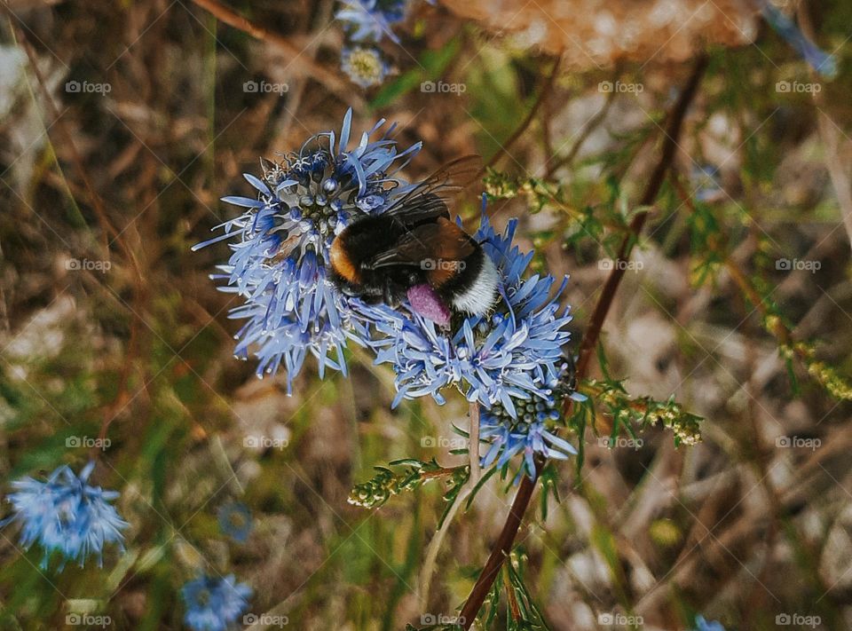 A wild bee on a blue flower