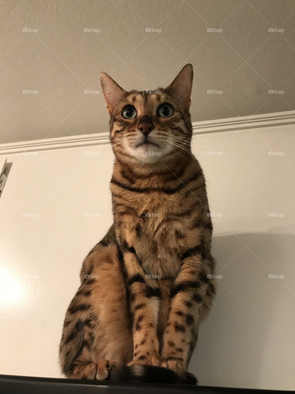 Alert and ready to take the leap. A bengal sits on top of a fridge while watching guests below. 