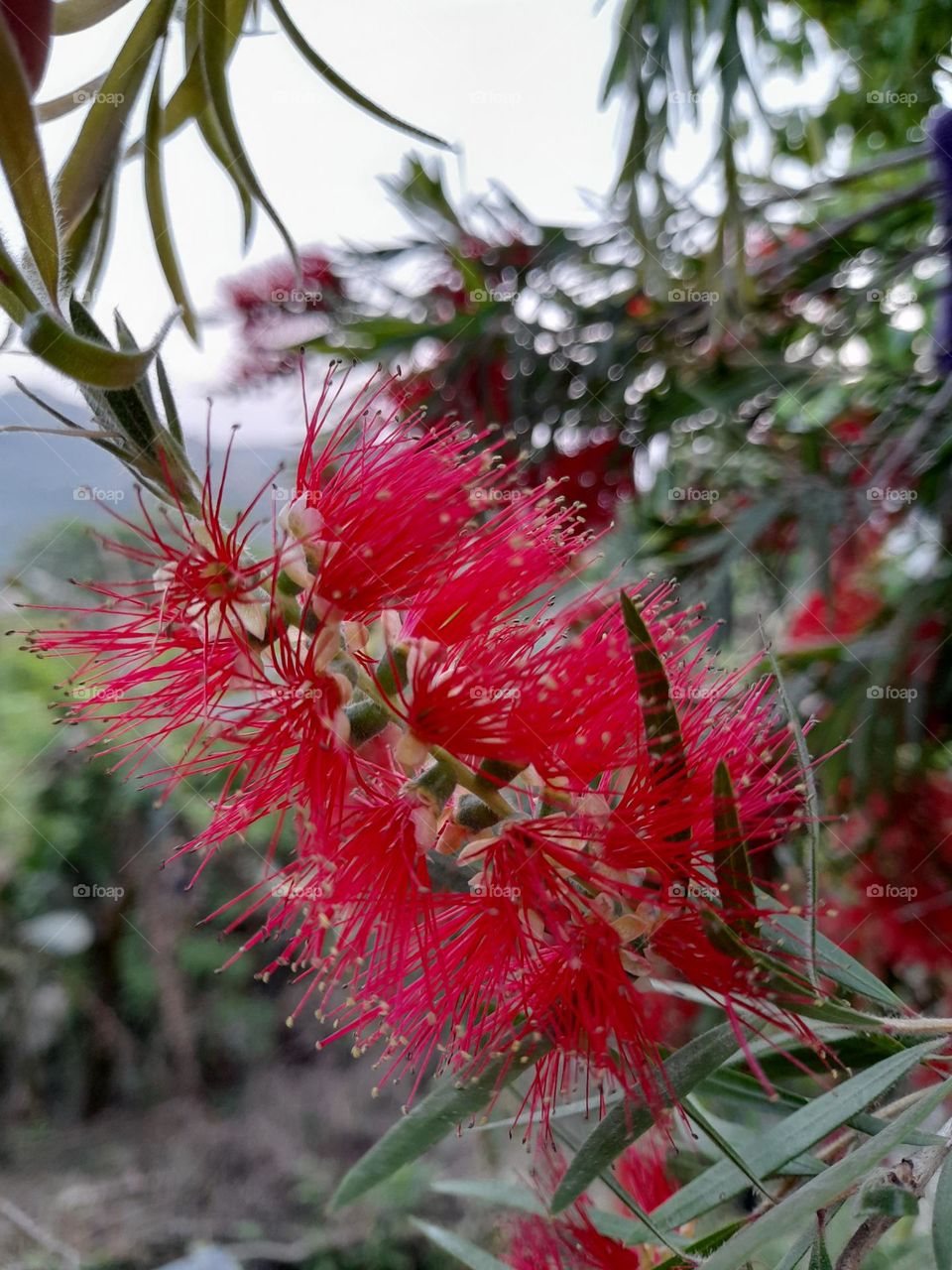 Callistemon speciosus , Callistemon bottlebrush