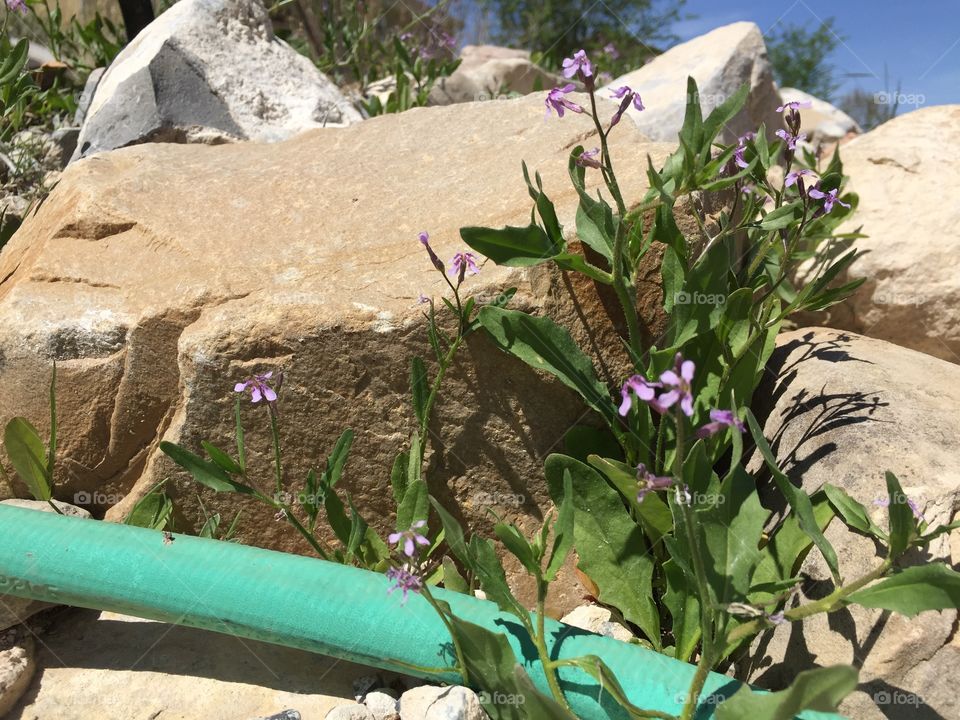 Weeds and a Rock