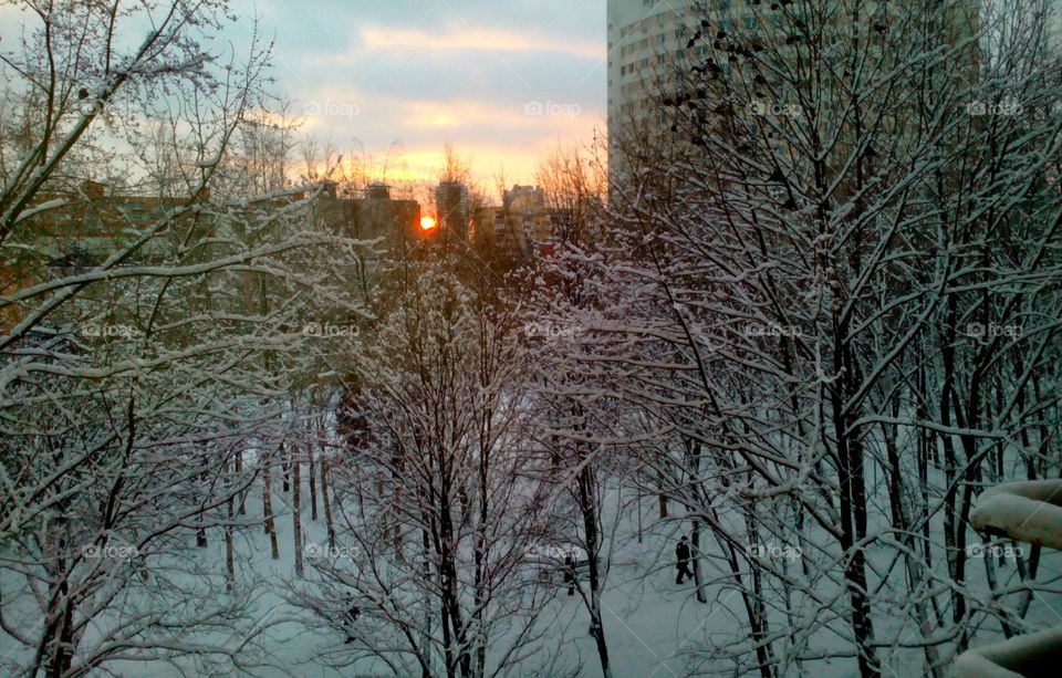 Winter, Snow, Tree, Cold, Frost