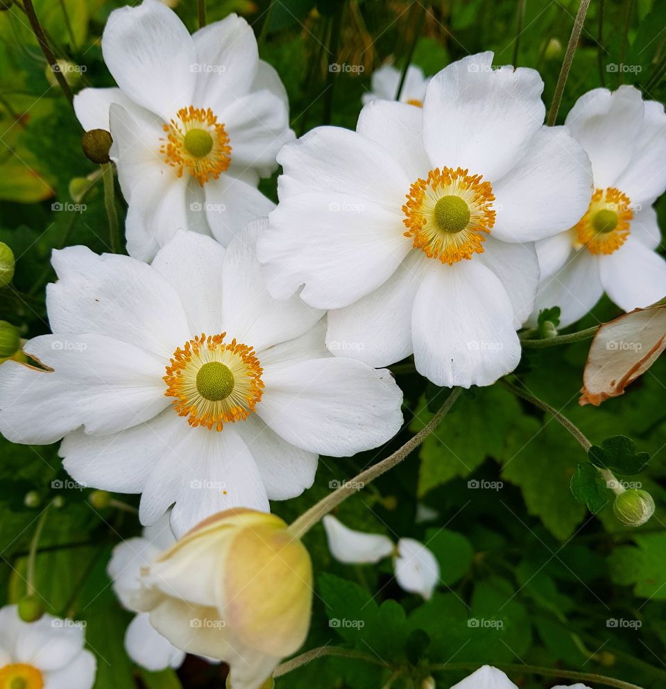 flowers