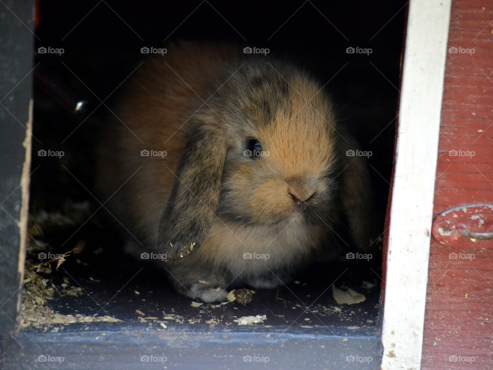 A rabbit sitting in a house