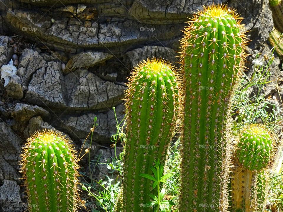 Cactus