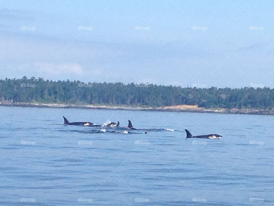 Amazing Orcas
