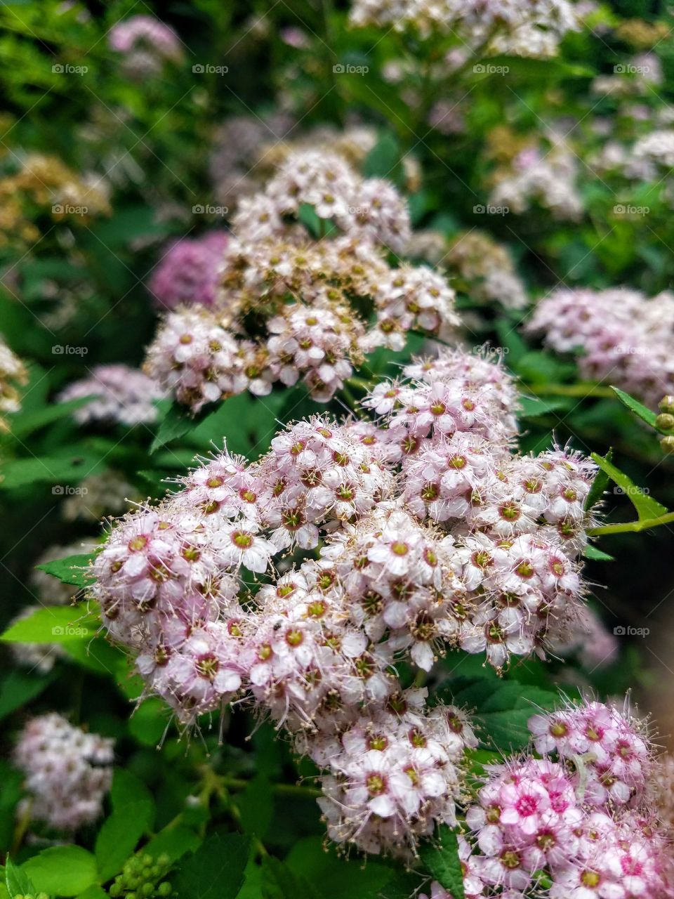 Small, pale pink flowers
