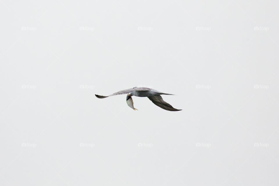 Bird, Flight, Wildlife, Seagulls, Fly