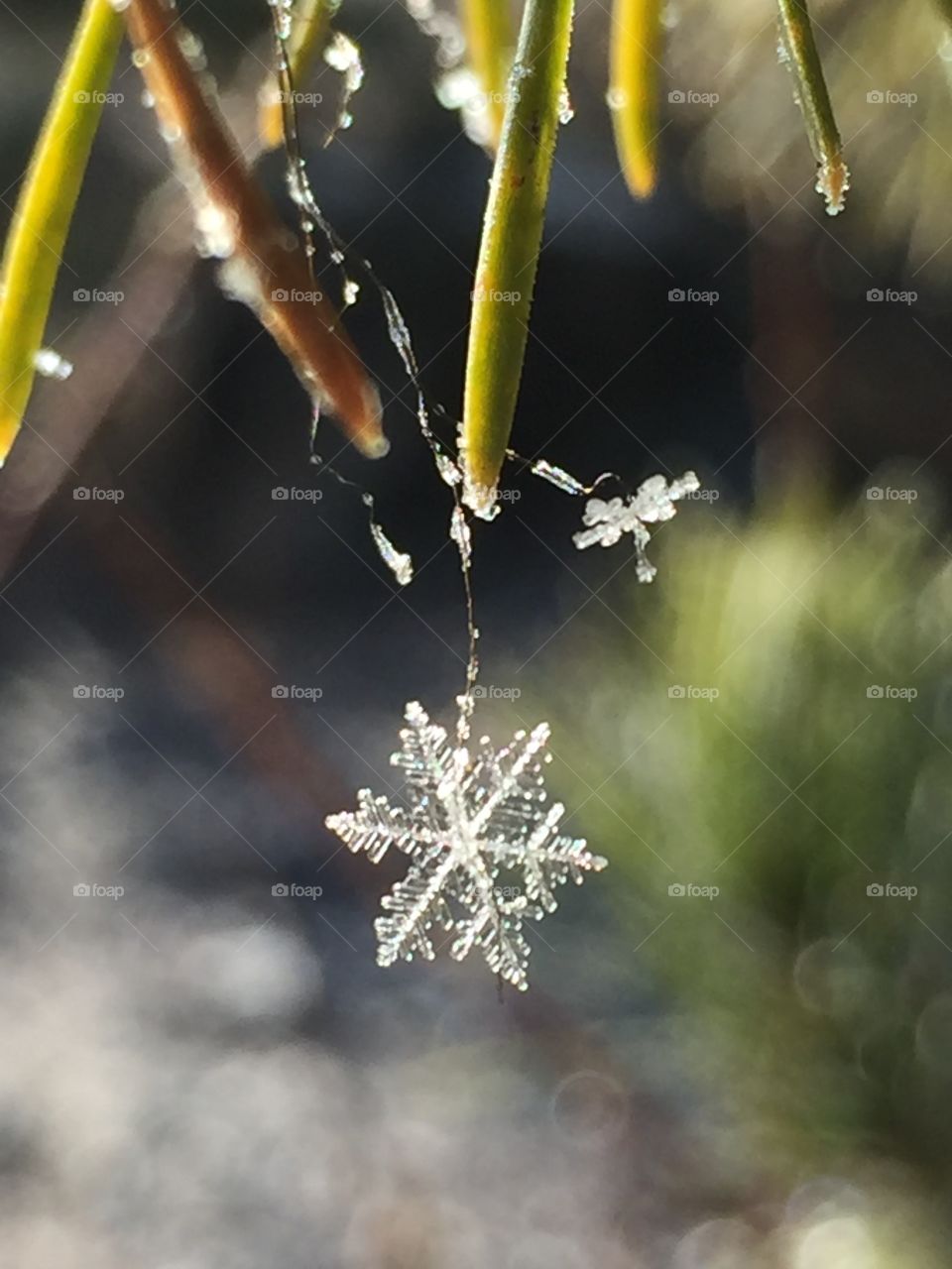 First snowflake of the year, caught in the sunlight. Symmetry & balance, nature & cycle of life. 