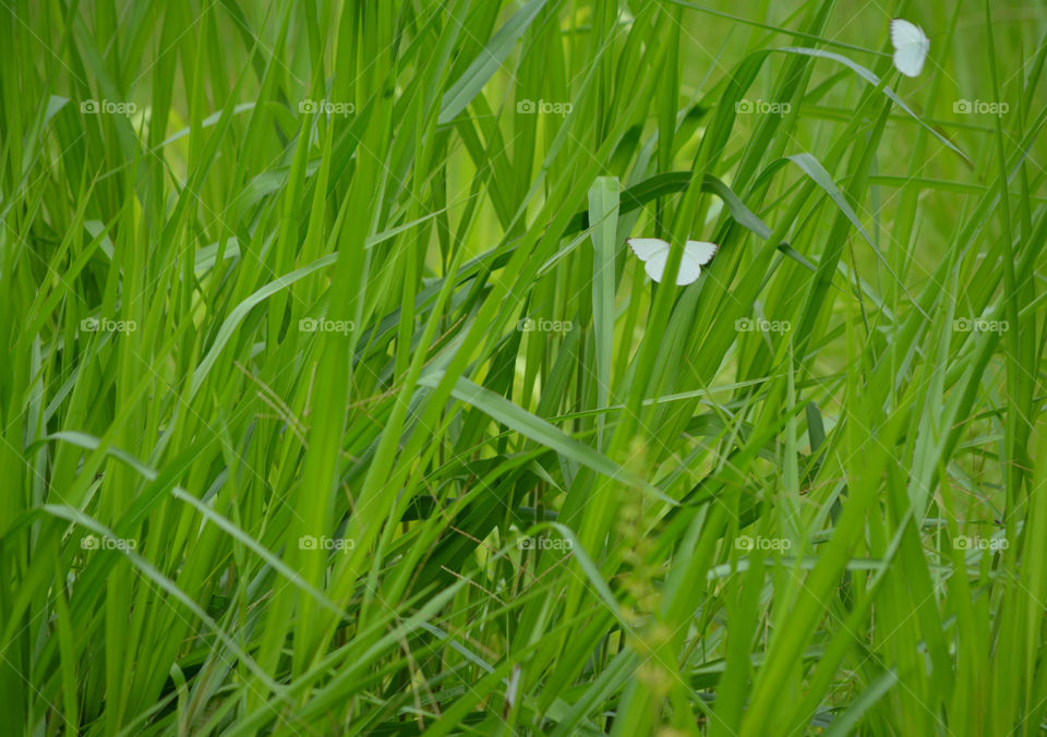 Hiding on the Grass, White Butterflies