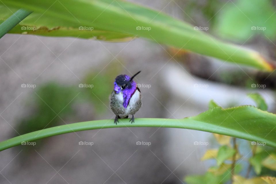 Hummingbird 